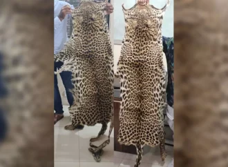 Uttarkashi Man Arrested with Two Leopard Skins in Major Wildlife Crime Bust