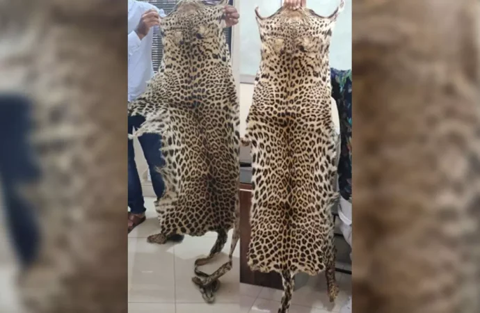 Uttarkashi Man Arrested with Two Leopard Skins in Major Wildlife Crime Bust