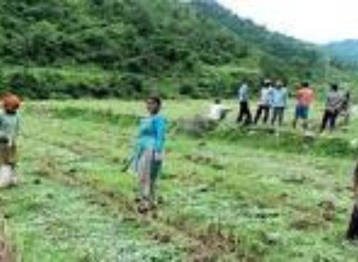 Uttarakhand to Develop 7 Aroma Valleys, Target ₹1,200 Crore Aromatic Crop Market in 10 Years